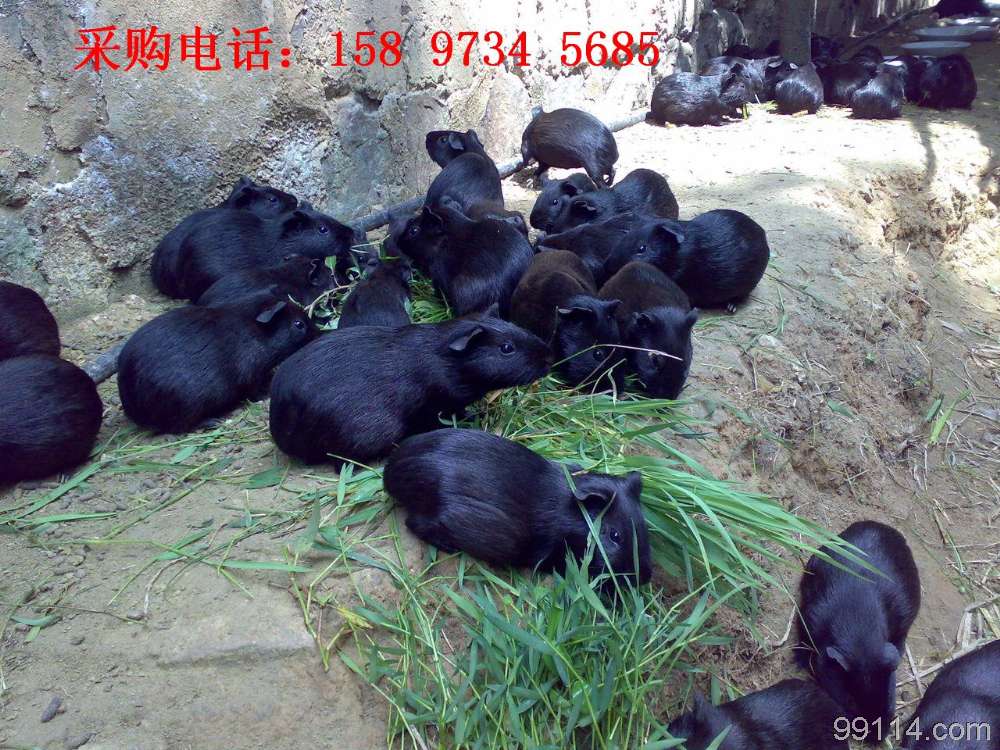 黑豚供應、黑豚價格、湖南黑豚、黑豚市場前景、黑豚種苗、廣西黑豚 其他特種養(yǎng)殖動物 找供應 菏澤農產品交易網-菏澤農業(yè)-菏澤農業(yè)網-菏澤綠色農業(yè)-菏澤肥料-菏澤種子-菏澤養(yǎng)殖-菏澤林業(yè)-菏澤畜牧-農業(yè)機械