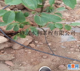 【施肥罐價(jià)格|賀州市果樹滴灌廠家批發(fā)】-省內(nèi)其它易登網(wǎng)